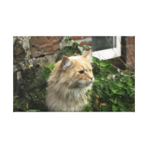 Maine Coon sträckt kanvastryck