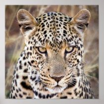 Majestätisk afrikansk Leopardaffisch eller tryck