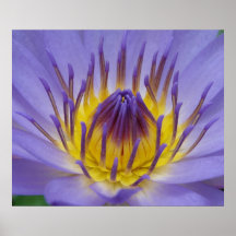 MAKROFOTOGRAFI PRINT