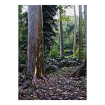 Målad skälleucalyptus, Maui, Hawaii Personliga Inbjudan