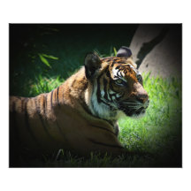 Malaysin tiger fotografiska tryck