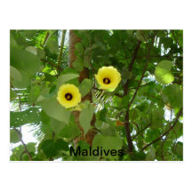 MALDIVERNA BLOMMOR VYKORT