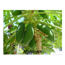 MALDIVERNA VYKORT