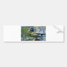 Male gräsand bildekaler