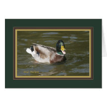 Male gräsand quacking_4081 hälsningskort