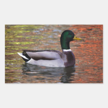 MALE GRÄSANDFÅGLAR A för ANKA Male-duck-reflection Klistermärke