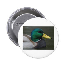 mallard1 knapp