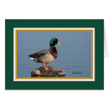 mallard_9350 hälsningskort