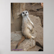Mamma Meerkat Posters
