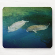MANATEES MUSMATTOR