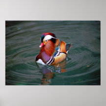 Mandarinand Posters