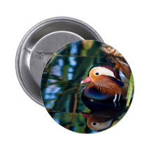 Mandarinanka Knappar