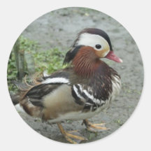 Mandarinanka Rund Klistermärke