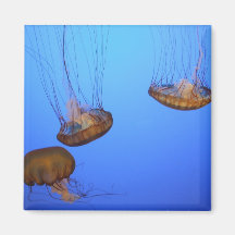 Manetdansmagnet Kylskåpsnagnet