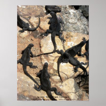 Marin- leguaner, Islas lasPlazas, Galapagos Affischer