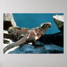 Marin- leguaner posters