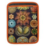 Marin- livHaeckel illustration Sleeves För iPads
