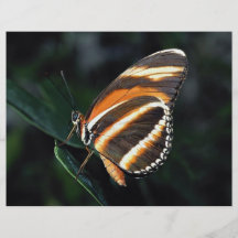 Märkt orange fjäril, central och södra Americ Flyg Blad