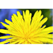 Maskros i blommar cut outs