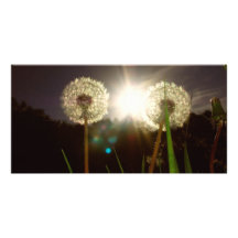 Maskrosor Anpassade Foto Kort