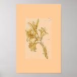 Matt DaVinci liljavit Print