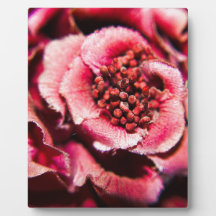 Mauve blomma foto plack