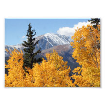 Maximal aspen fototryck