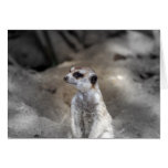 Meerkat Hälsnings Kort