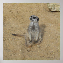 Meerkat kanfastryck print