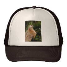Meerkat Keps