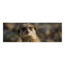 Meerkat Visitkort Mall