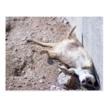 Meerkat vykort (004)