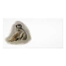 Meerkats Hälsningskort Med Foto
