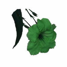 Mexicansk colorized blomma för Petunia grönt Photo Sculptures