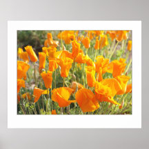 Mexicanska guld- vallmor posters