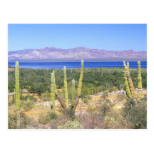 Mexico Baja California Sur, Cardon kaktus på Vykort