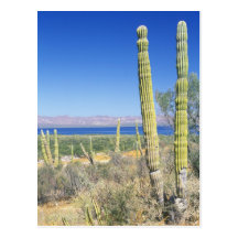 Mexico Baja California Sur, Mulege, Bahia Vykort
