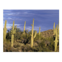 Mexico Baja del Norte, Catavina ökenmedborgare 2 Vykort