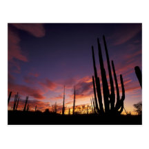 Mexico Baja del Norte, Catavina ökenmedborgare 3 Vykort