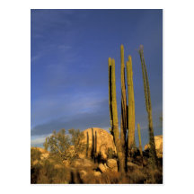 Mexico Baja del Norte, Catavina ökenmedborgare Vykort