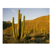 Mexico Baja, Santa Catalina ö, hav av Vykort