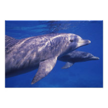 Mexico Cozumel. Bottlenosed delfin, Tursiops 2 Fotokonst