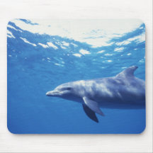 Mexico Cozumel. Bottlenosed delfin, Tursiops 3 Mus Matta