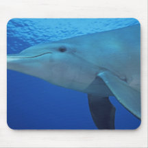Mexico Cozumel. Bottlenosed delfin, Tursiops 4 Mus Mattor