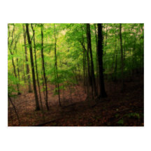 Michigan skog vykort
