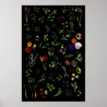 Microgreens Affischer