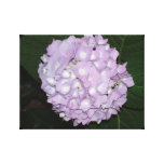 Mig appell denna som en blomma kastar snöboll kanvasdukar med gallerikvalitet