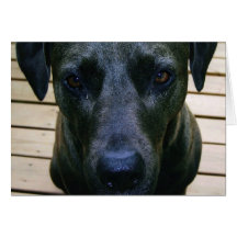 Mig ledsen förmiddag, djurt, hund hälsningskort