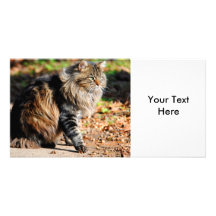 Min kort för foto för katt för ekollonMaine Coon Foto Kort