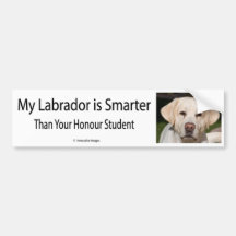 Min Labrador är mer smart än din hederstudentlodis Bildekal
